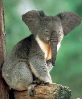 Koala à trompe d'éléphant, DR